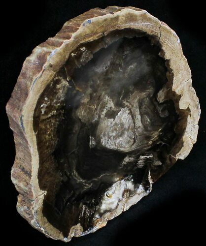 Petrified Wood Slab - McDermitt, Oregon #24228